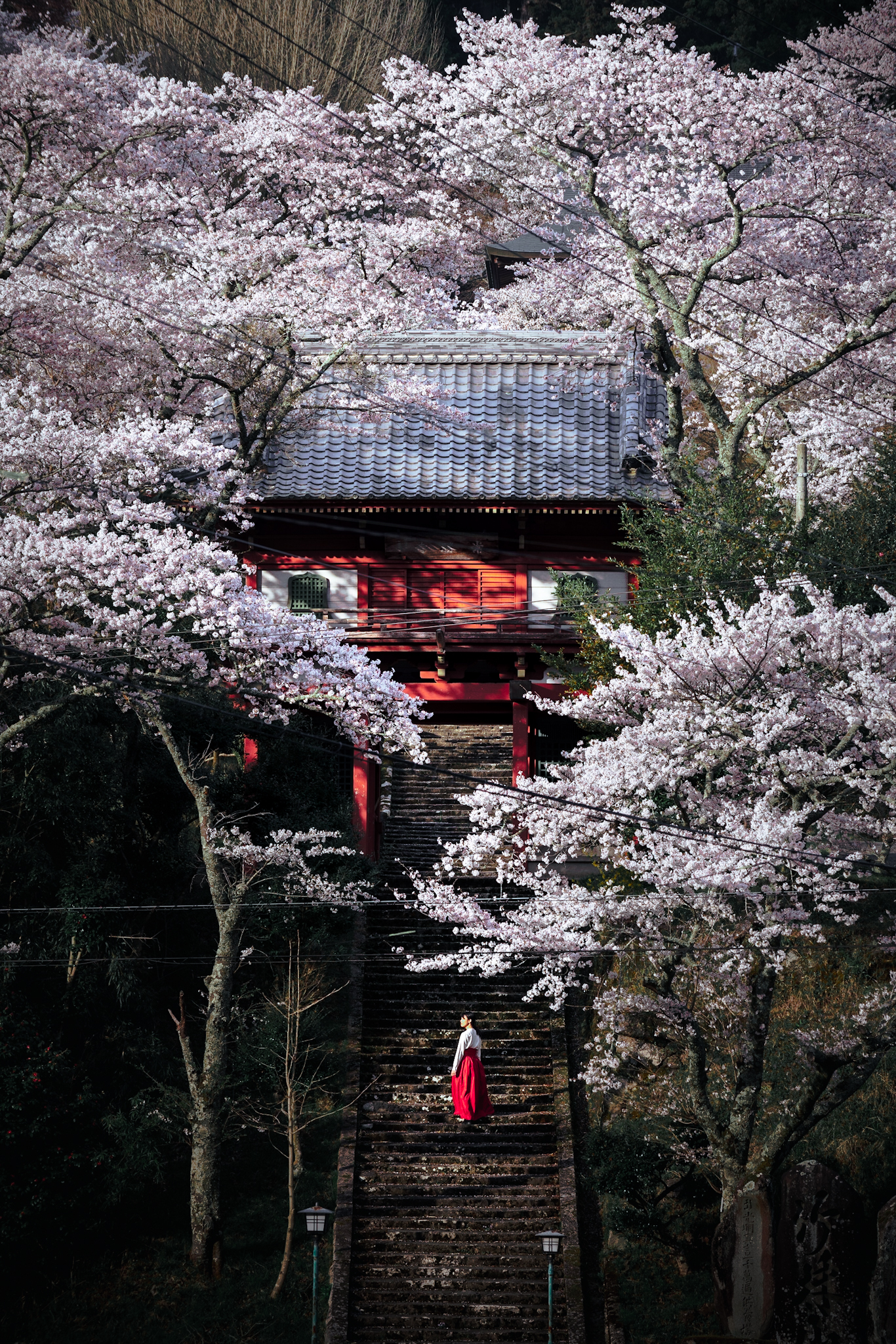 SAKURA